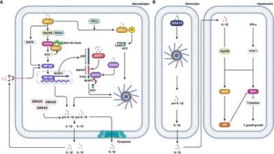 The strategies of NLRP3 inflammasome to combat Toxoplasma gondii